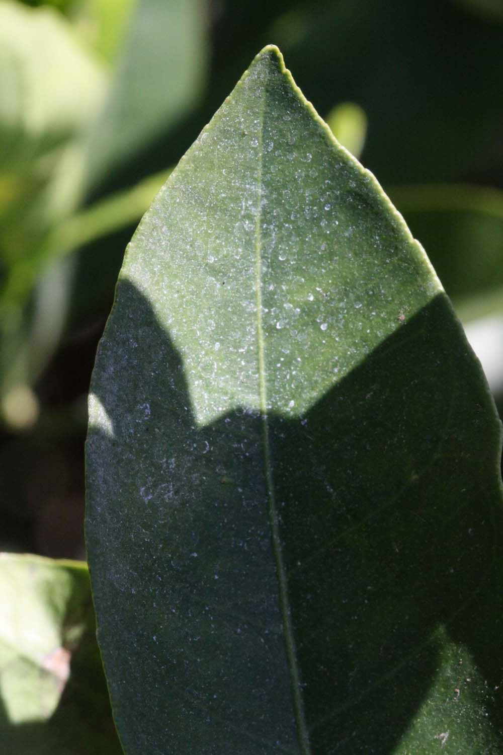              Margin (Sanguina Doblefina, Riverside, CA)       